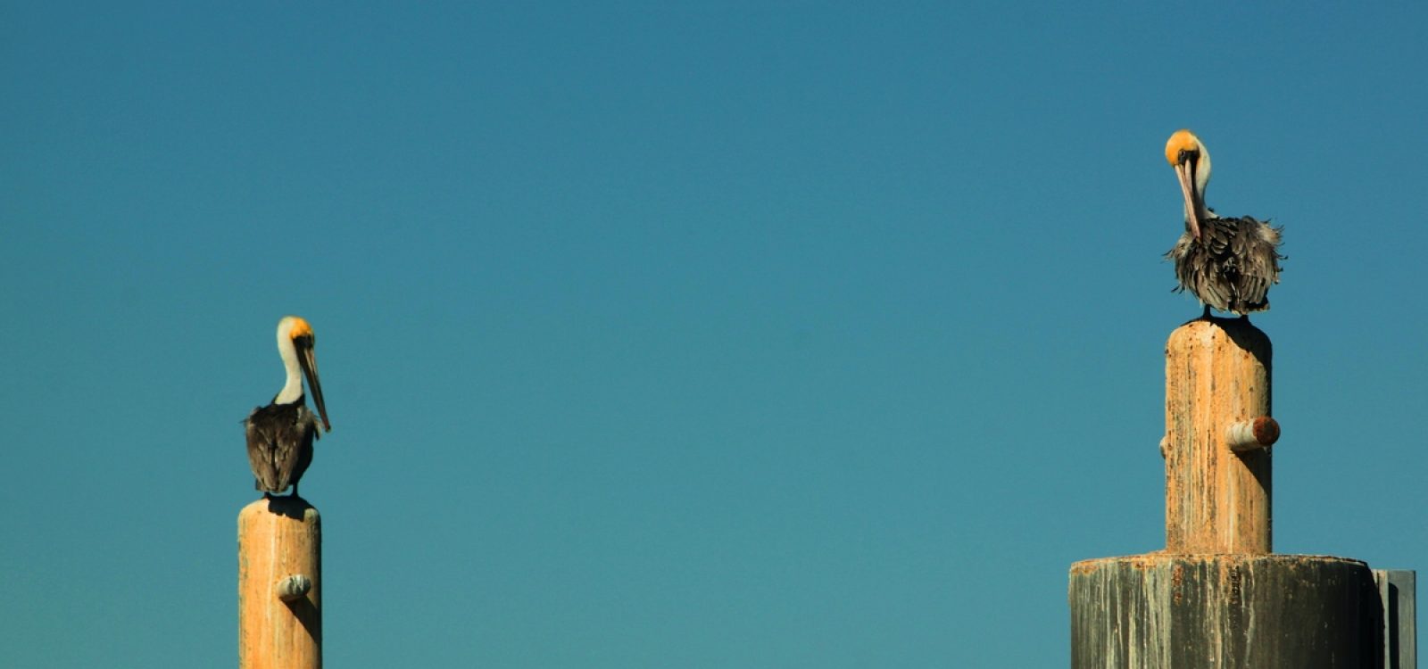 Sky and birds