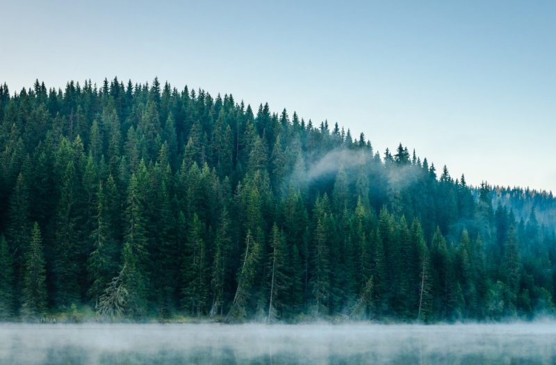 Supply chain sustainability for zero deforestation