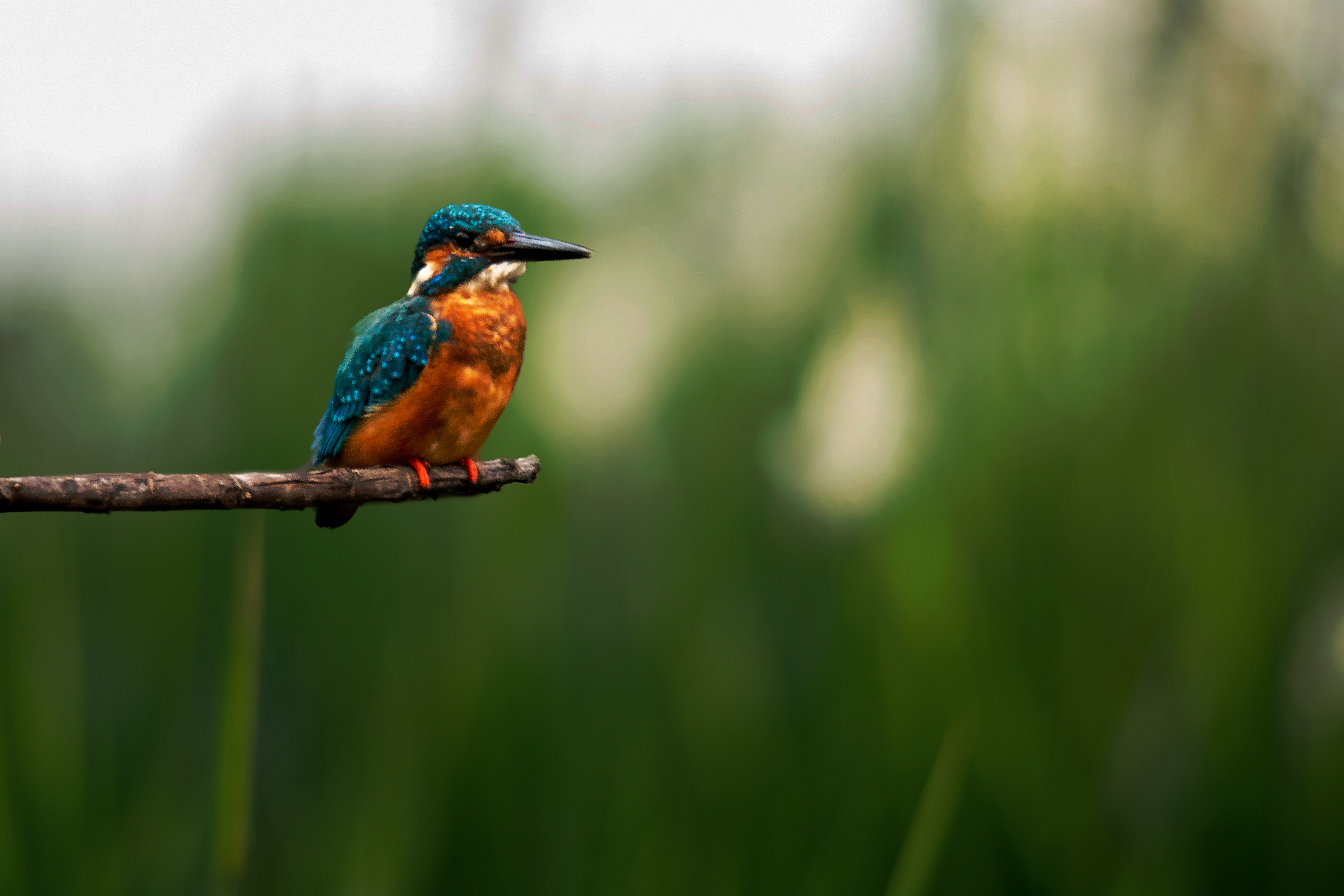 Regulatory content and sustainability intelligence