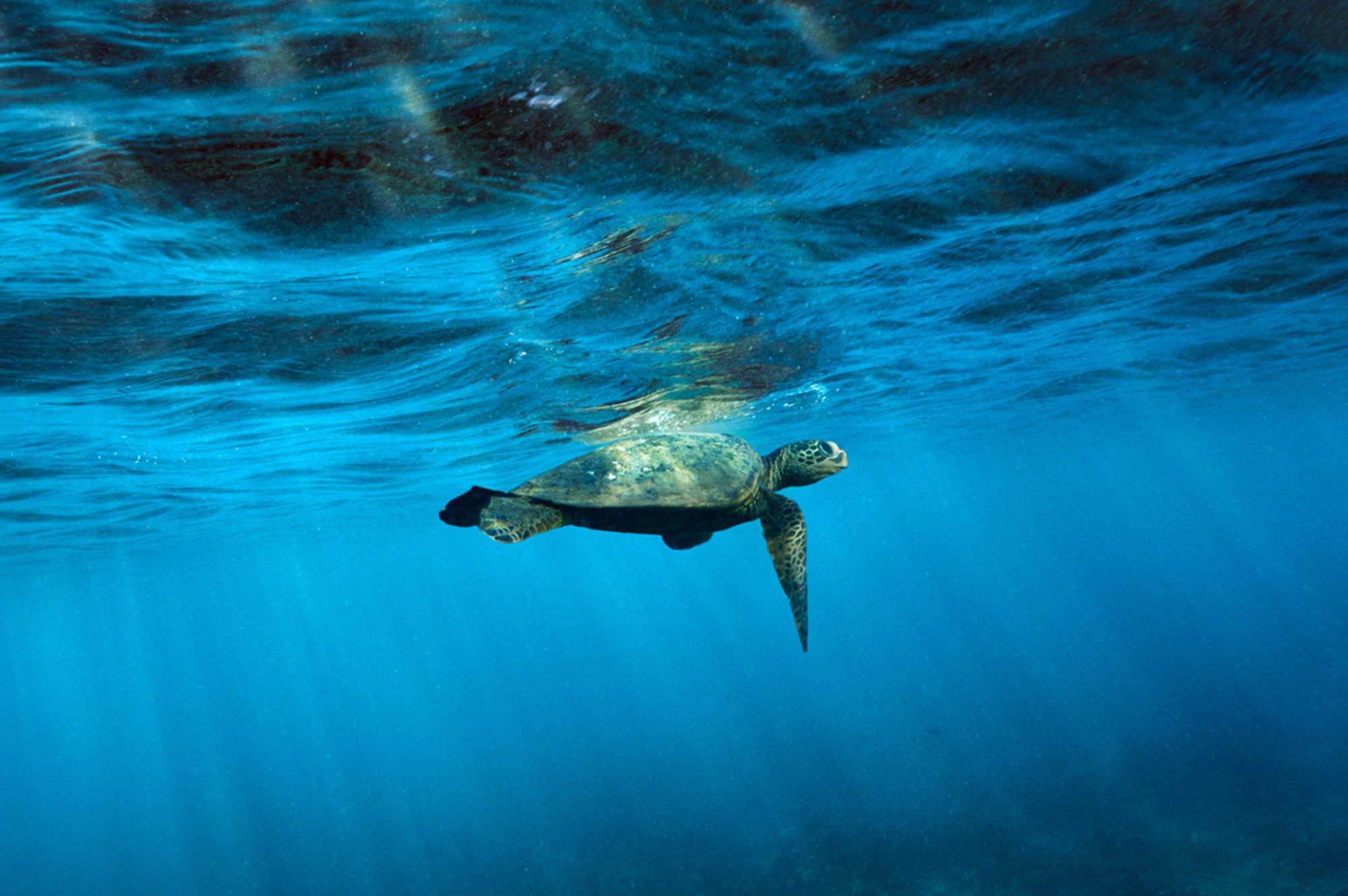 Regulatory content and sustainability intelligence