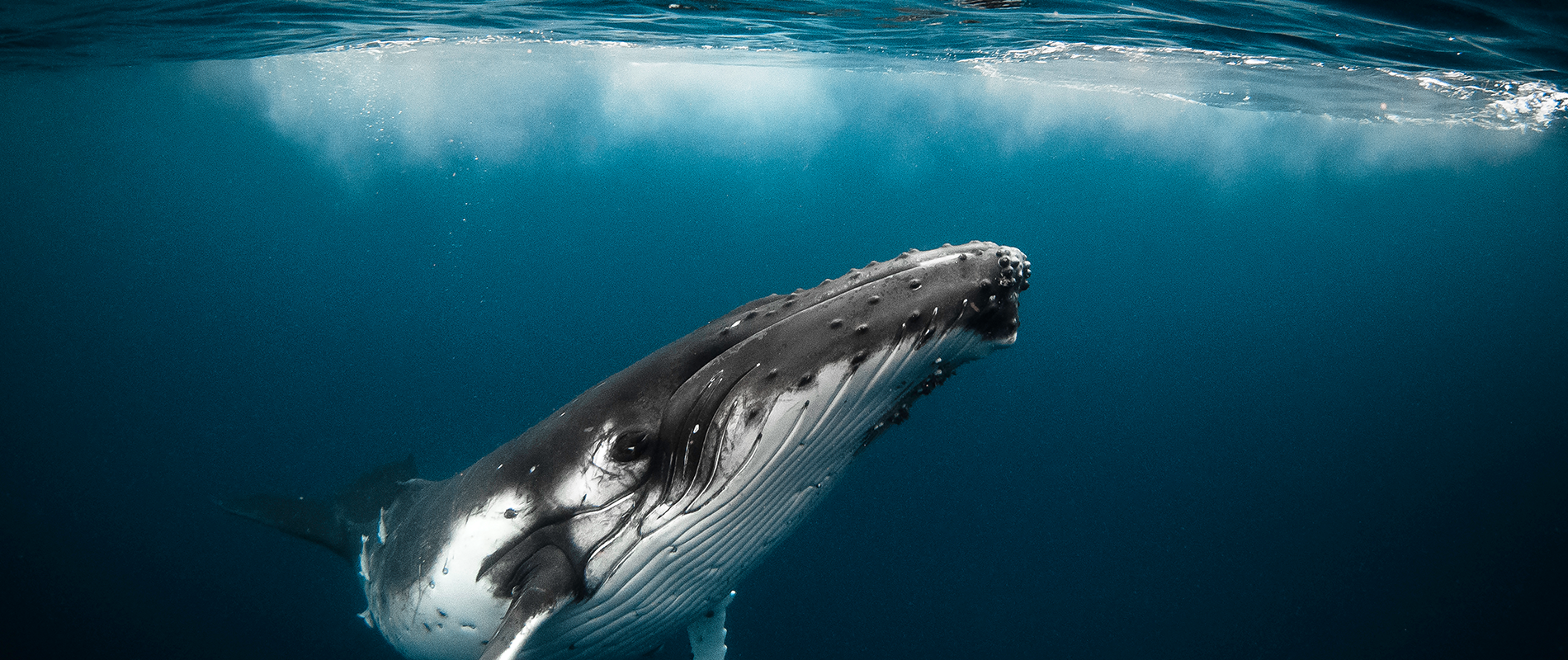 Regulatory content and sustainability intelligence